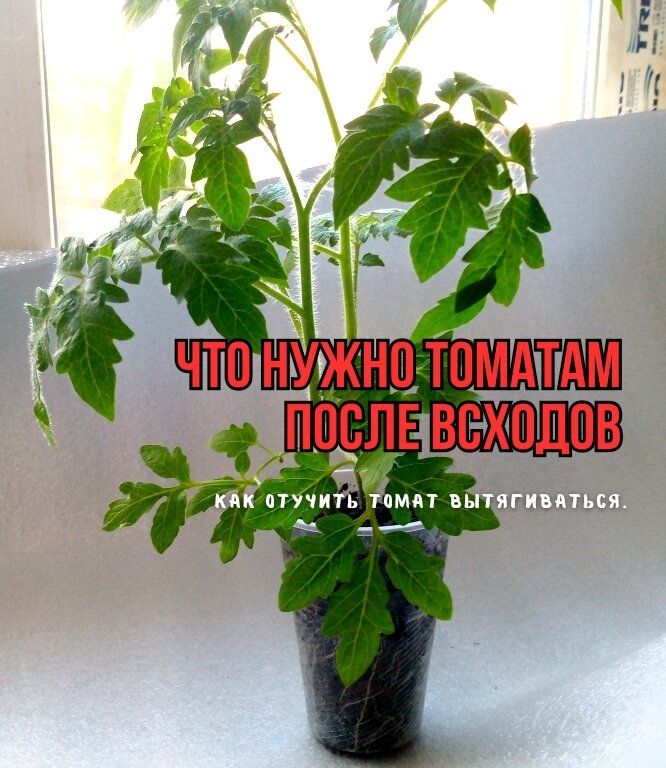 Тайны здоровых томатов: три шага к крепкой рассаде