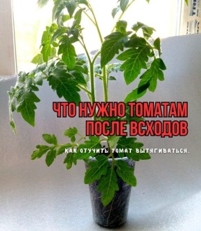 Тайны здоровых томатов: три шага к крепкой рассаде