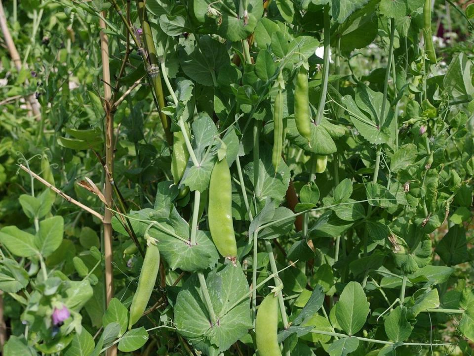 Подкормка гороха в конце июня: секреты успешного урожая