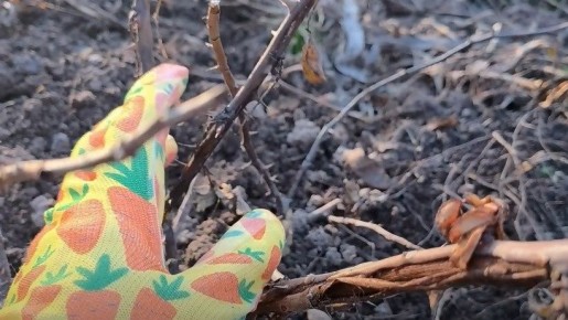 Современные методы зимнего укрытия роз: как сохранить здоровье кустов под снегом