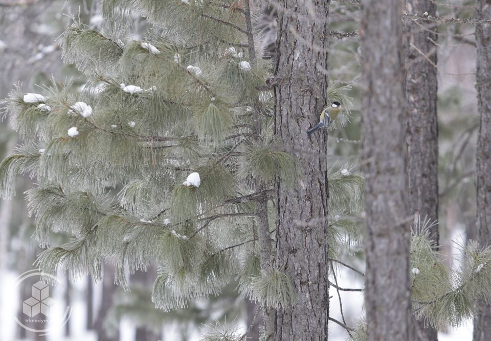 Зима дарит городу особенную свежесть — ту самую, от которой при каждом вдохе будто заряжаешься энергией
