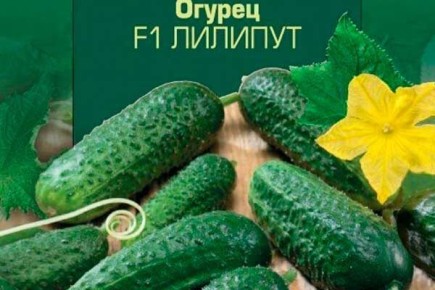 Огурцы Лилипут: компактный корнишон, который завоевывает огородников