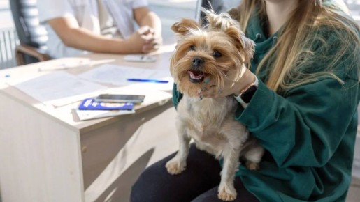 День заботы о хвостиках: на Ямале бесплатно проверят здоровье питомцев