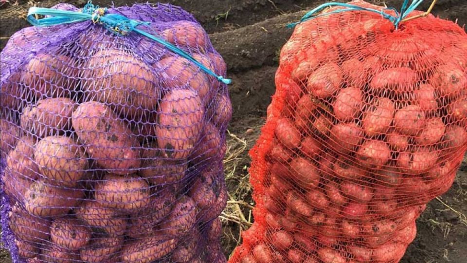 Как хранить картошку дома: секреты успеха без погреба