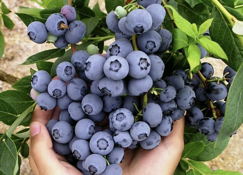 Топ-5 рецептов с голубикой: от витаминного варенья до нежного пирога