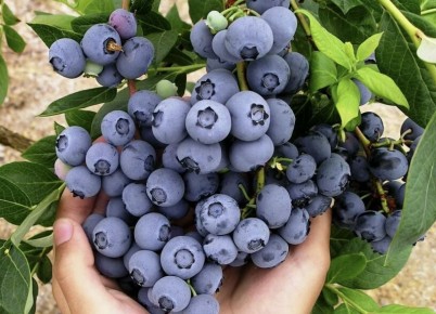 Топ-5 рецептов с голубикой: от витаминного варенья до нежного пирога