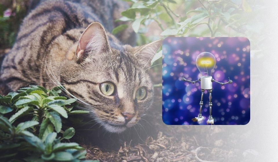 Советы по неотразимой защите сада от кошек