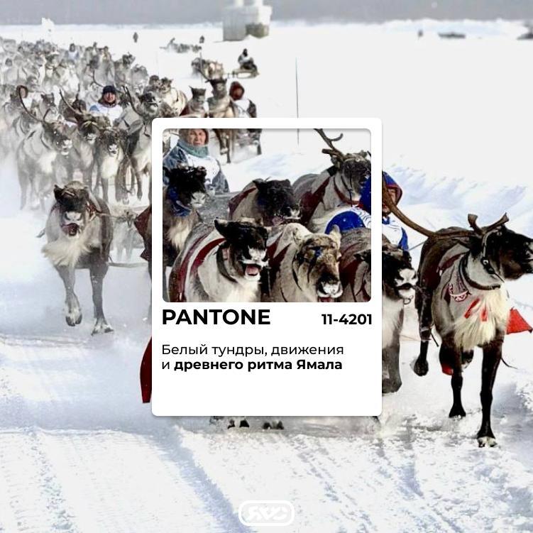 На Севере белый никогда не бывает просто белым На Севере белый никогда не бывает просто белым