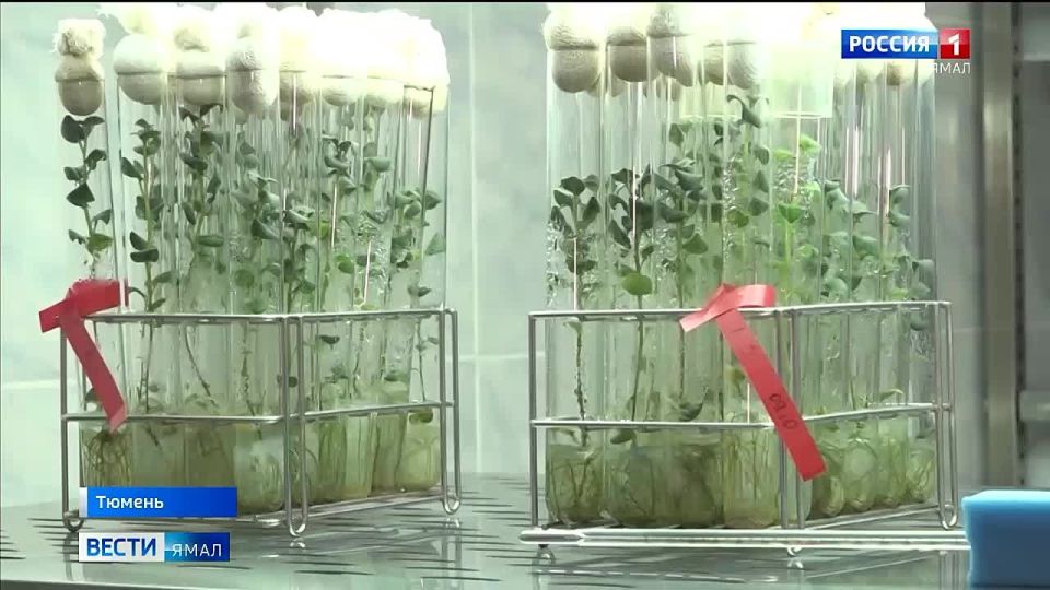 Тюменские селекционеры Аграрного университета исследуют, что взошло на картофельных полях за лето