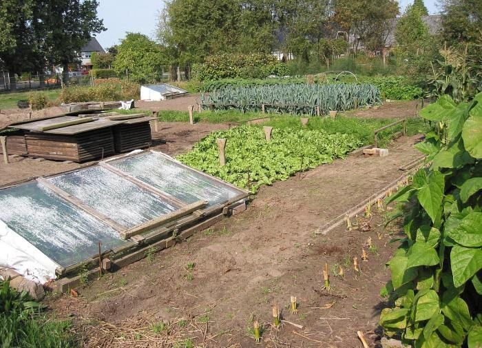 Как обеспечить богатый урожай огурцов в июле: секреты успешных подкормок