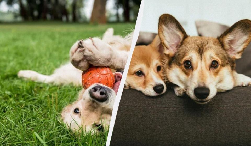 Собаки для квартиры: 5 пород, которые не пахнут и не линяют