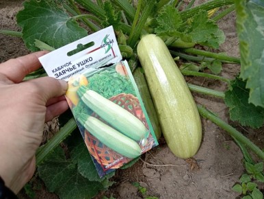 Кабачок «Заячье ушко»: Почему все садоводы должны его попробовать