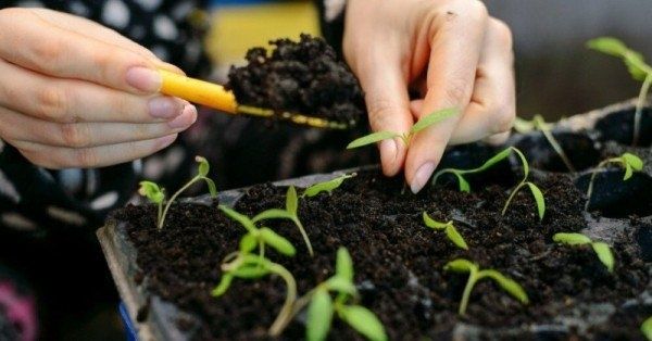 Как выбрать идеальную почву для вашей рассады