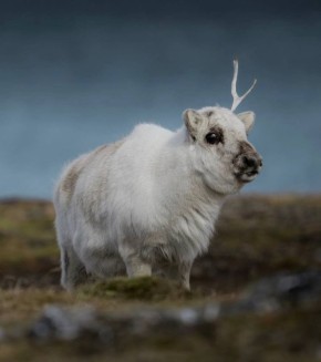 Свальбардский северный олень — удивительный житель Шпицбергена