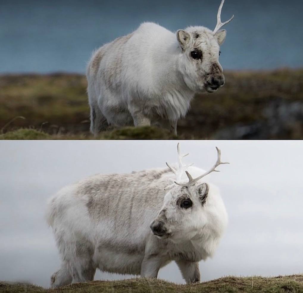 Свальбардский северный олень — удивительный житель Шпицбергена Свальбардский северный олень — удивительный житель Шпицбергена