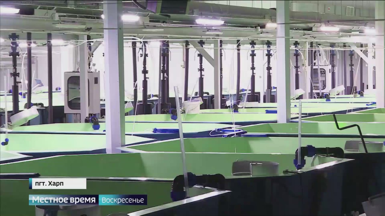 На Ямале, в стенах Собского рыбоводного завода, проходит эксперимент длиной в три года