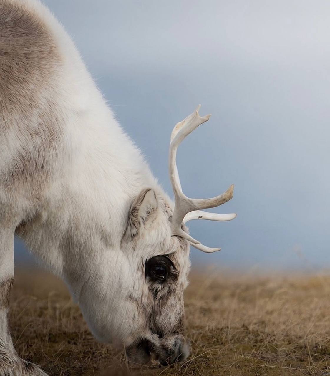 Свальбардский северный олень — удивительный житель Шпицбергена Свальбардский северный олень — удивительный житель Шпицбергена