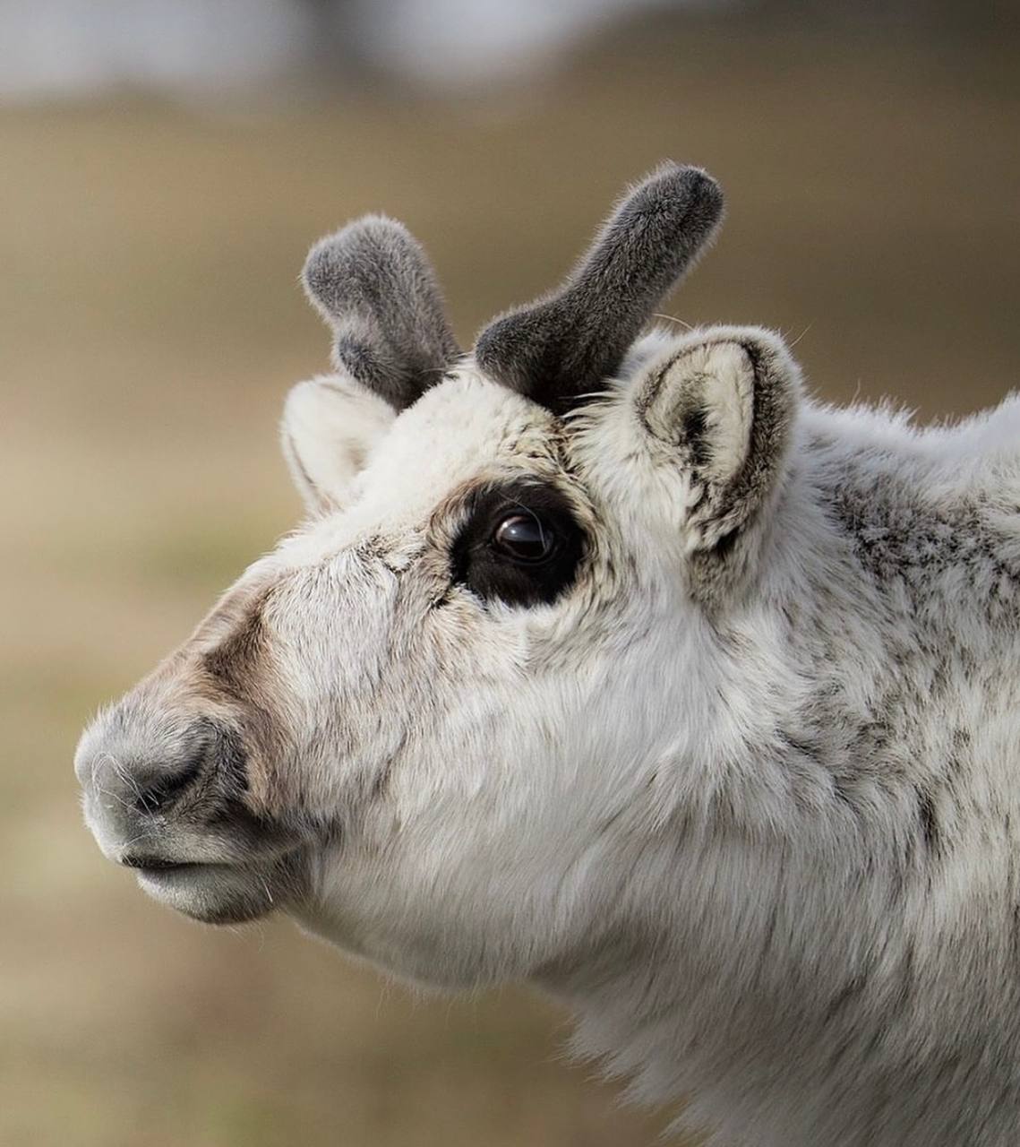 Свальбардский северный олень — удивительный житель Шпицбергена Свальбардский северный олень — удивительный житель Шпицбергена
