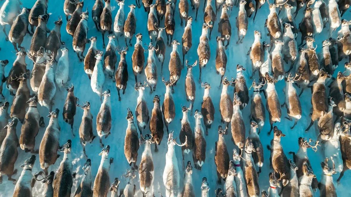 В Салехарде открылась фотовыставка «95 мгновений Ямала» В Салехарде открылась фотовыставка «95 мгновений Ямала»