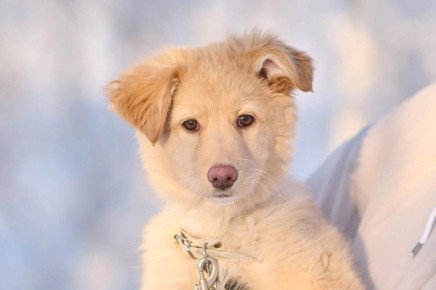 В округе стартовала региональная акция "Мой пёс"