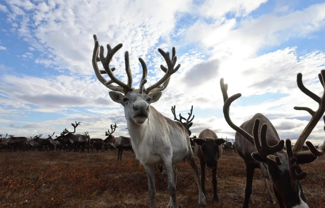 Фильм «Цинга», снятый на Ямале, стал победителем кинофестиваля «Зимний» Фильм «Цинга», снятый на Ямале, стал победителем кинофестиваля «Зимний»