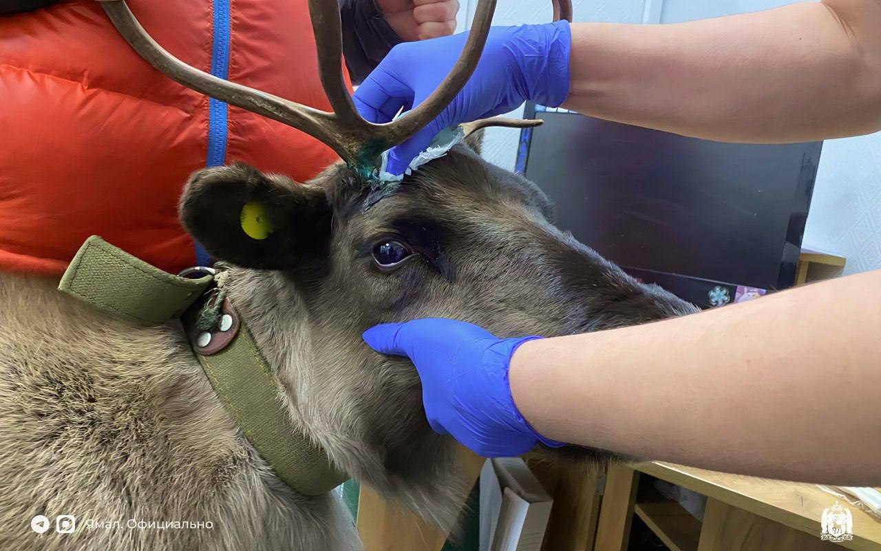 Шанс встретить оленя в ветклинике невелик, но никогда не равен нулю Шанс встретить оленя в ветклинике невелик, но никогда не равен нулю