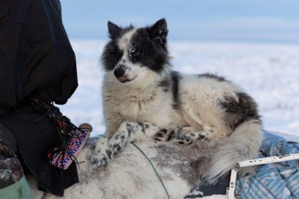 В селе Мужи оленеводы смогут оставить своих собак под присмотром, пока будут сдавать оленину