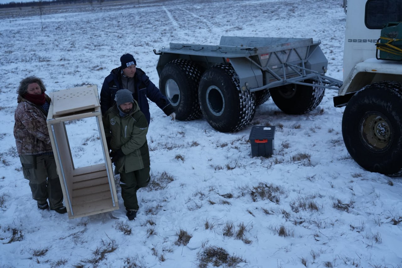Ямальские овцебыки отправятся в Пермь Ямальские овцебыки отправятся в Пермь
