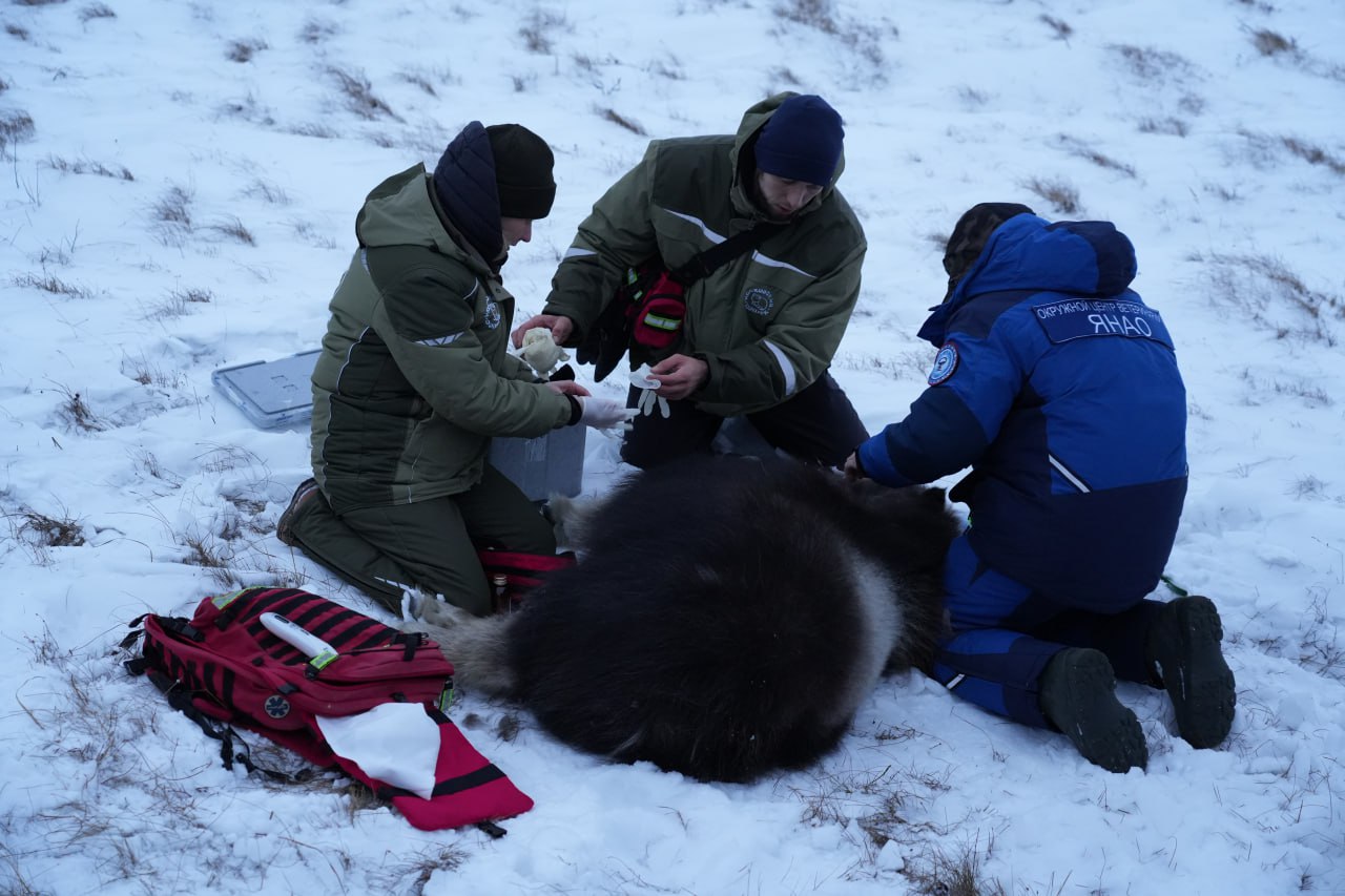Ямальские овцебыки отправятся в Пермь Ямальские овцебыки отправятся в Пермь