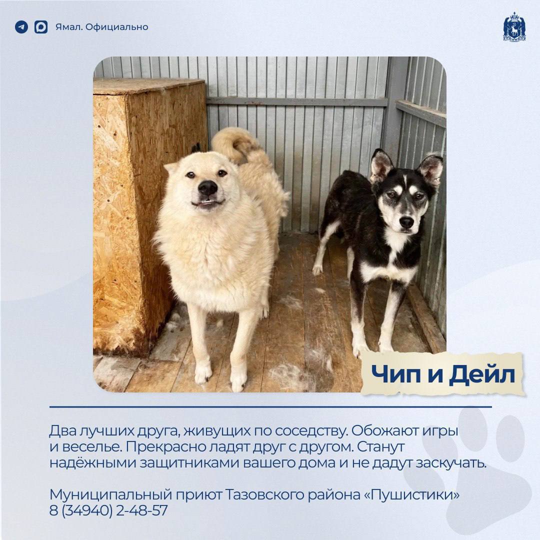 Доска объявлений. Раздел: ищу друга – 2 Доска объявлений. Раздел: ищу друга – 2