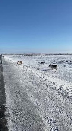 Олени на дорогах. Водители, напоминаем, что на Ямале в разгаре сезон миграции оленей