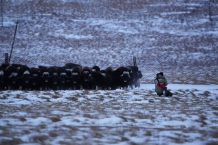 Ямальские овцебыки отправятся в Пермь