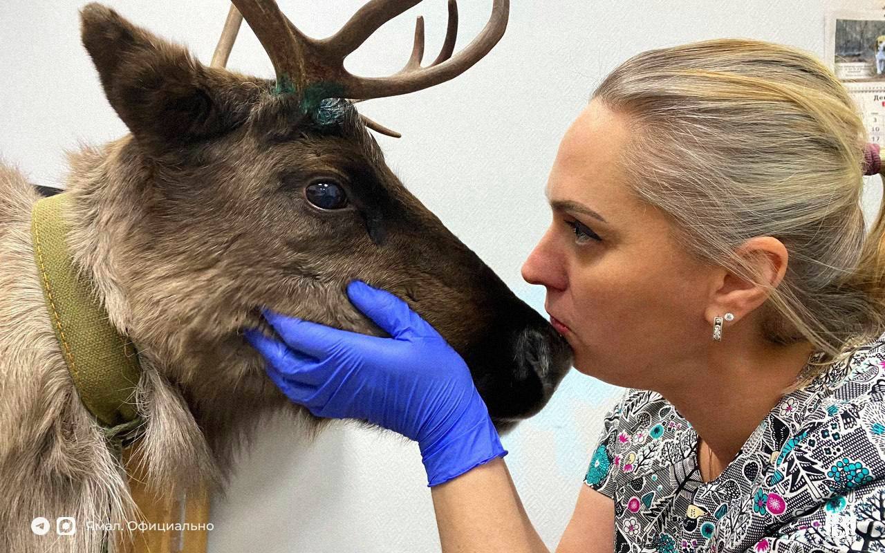Шанс встретить оленя в ветклинике невелик, но никогда не равен нулю Шанс встретить оленя в ветклинике невелик, но никогда не равен нулю