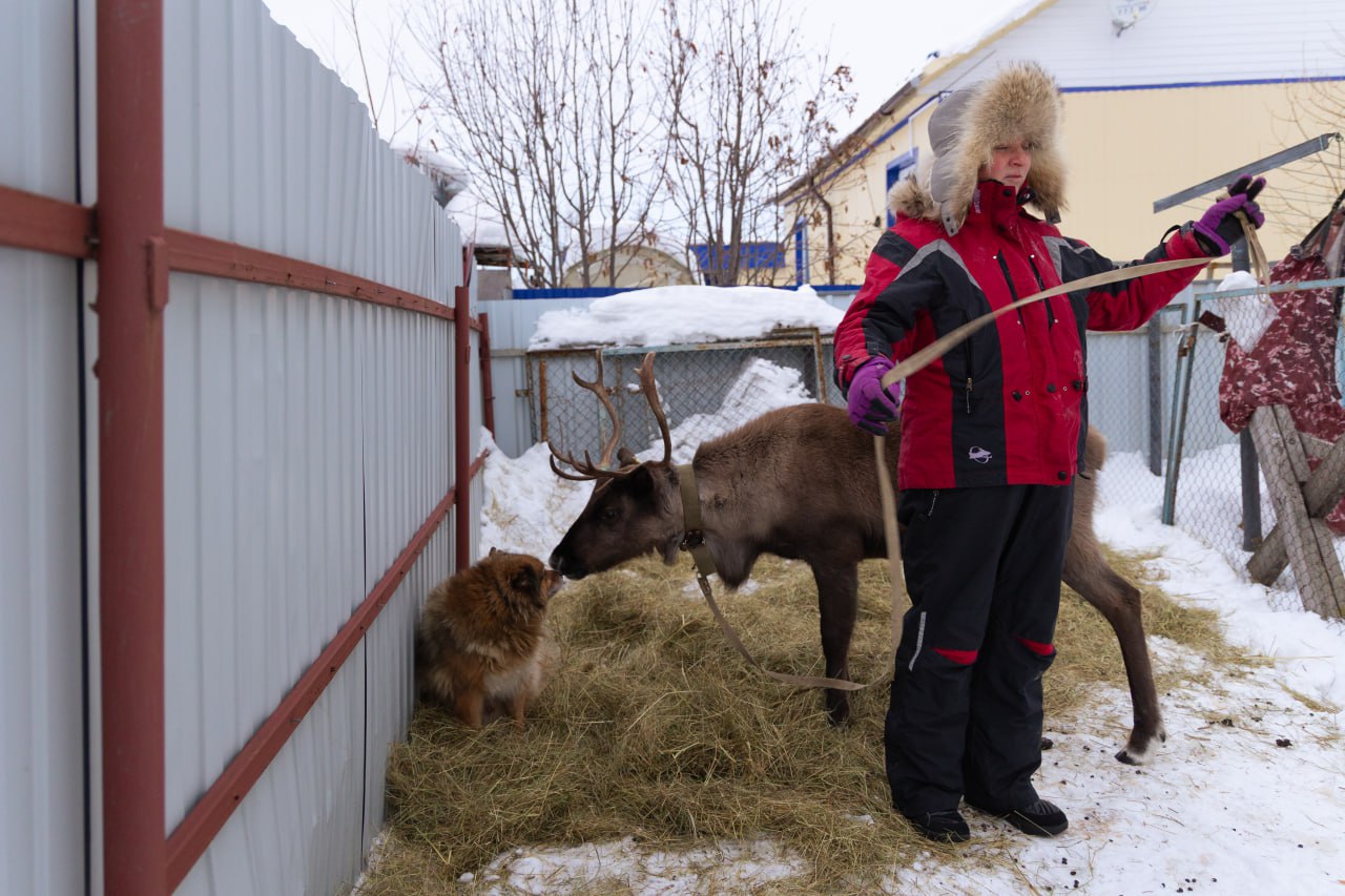 Рогатый пациент ветклиники Салехарда получил цифровой паспорт Рогатый пациент ветклиники Салехарда получил цифровой паспорт