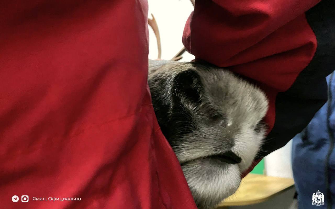 Шанс встретить оленя в ветклинике невелик, но никогда не равен нулю