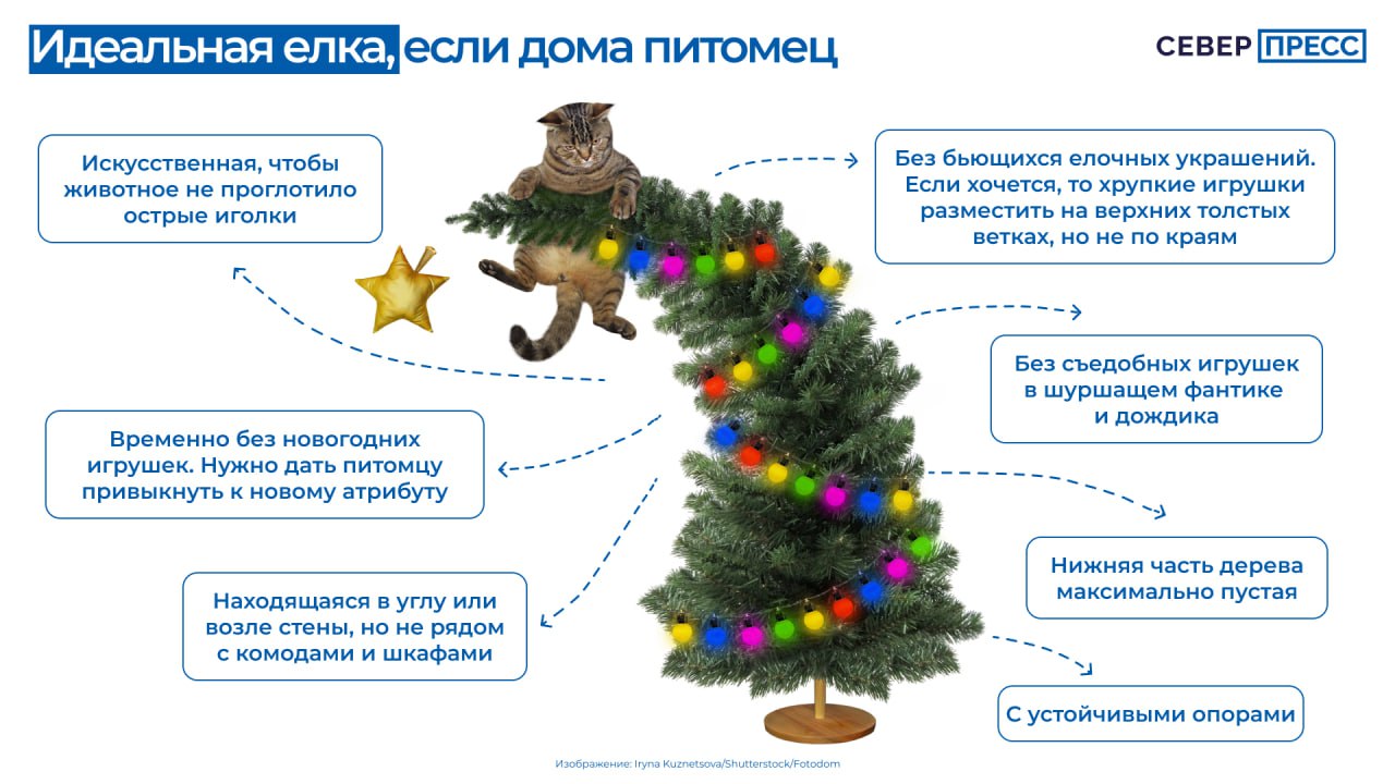 Предновогодняя суета может омрачиться, если свеженаряженная елка окажется на полу из-за игривого питомца Предновогодняя суета может омрачиться, если свеженаряженная елка окажется на полу из-за игривого питомца