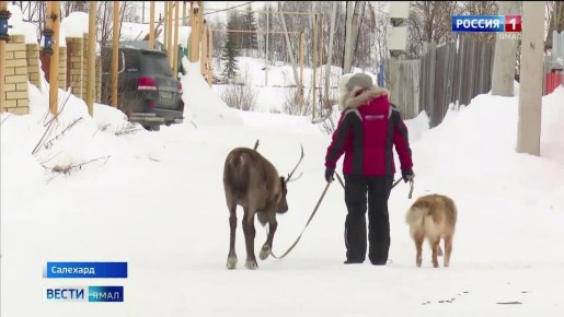 На прием к доктору лично приехал северный олень
