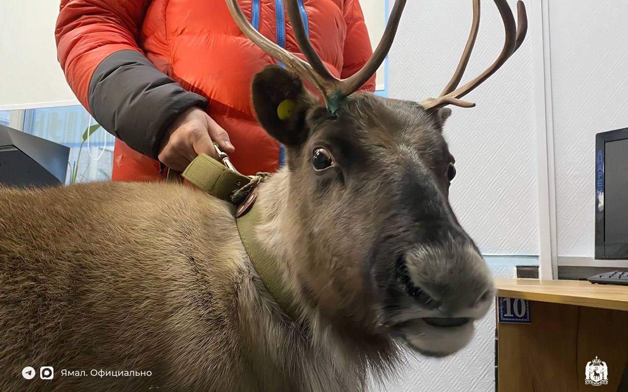 Добрый доктор Айболит вылечил олешку