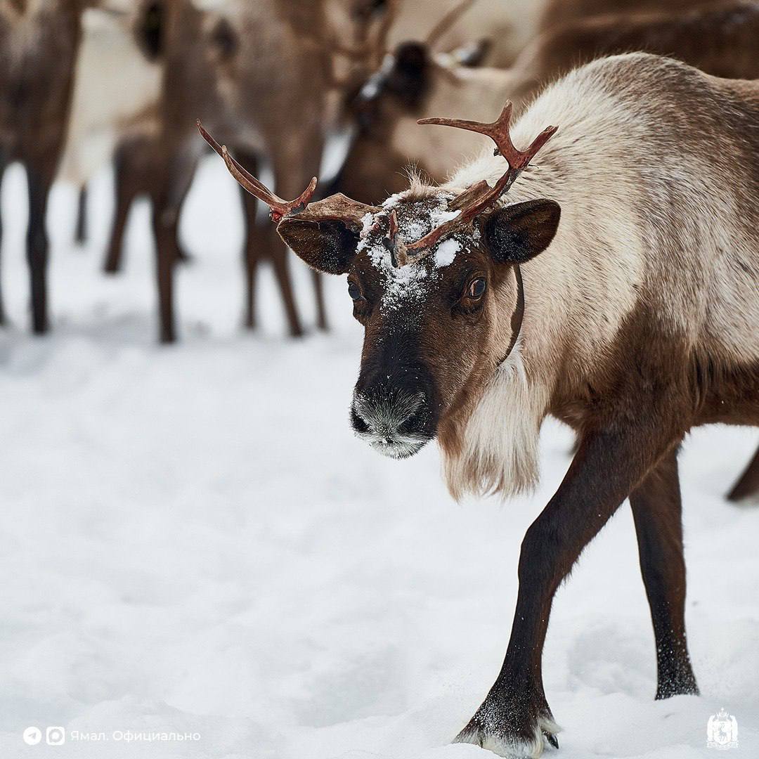 Сегодня 95-летие отмечает и соседняя Югра Сегодня 95-летие отмечает и соседняя Югра