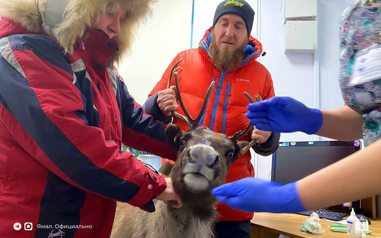 Добрый доктор Айболит вылечил олешку Добрый доктор Айболит вылечил олешку