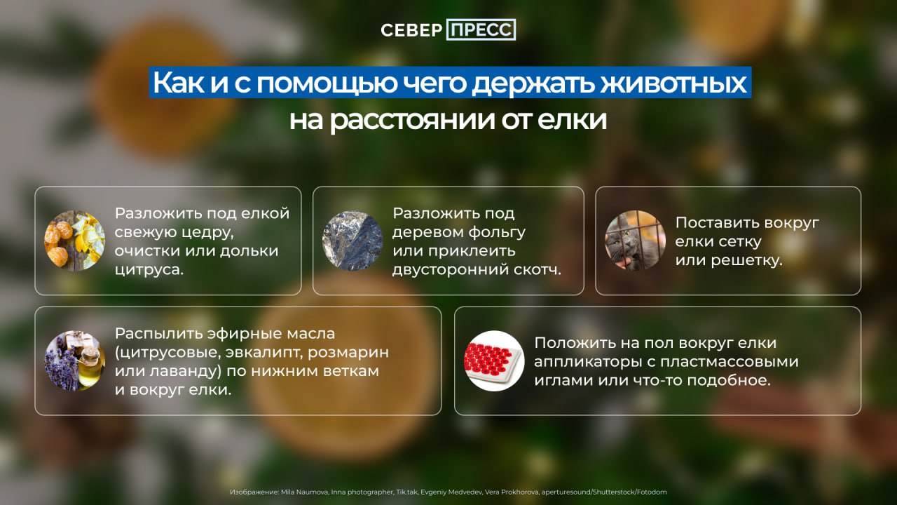 Предновогодняя суета может омрачиться, если свеженаряженная елка окажется на полу из-за игривого питомца