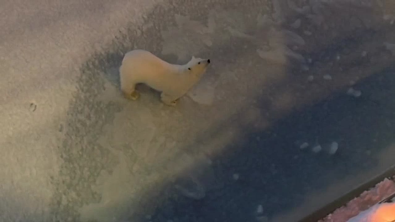 «Кто ходит в гости по утрам, тот поступает мудро!»