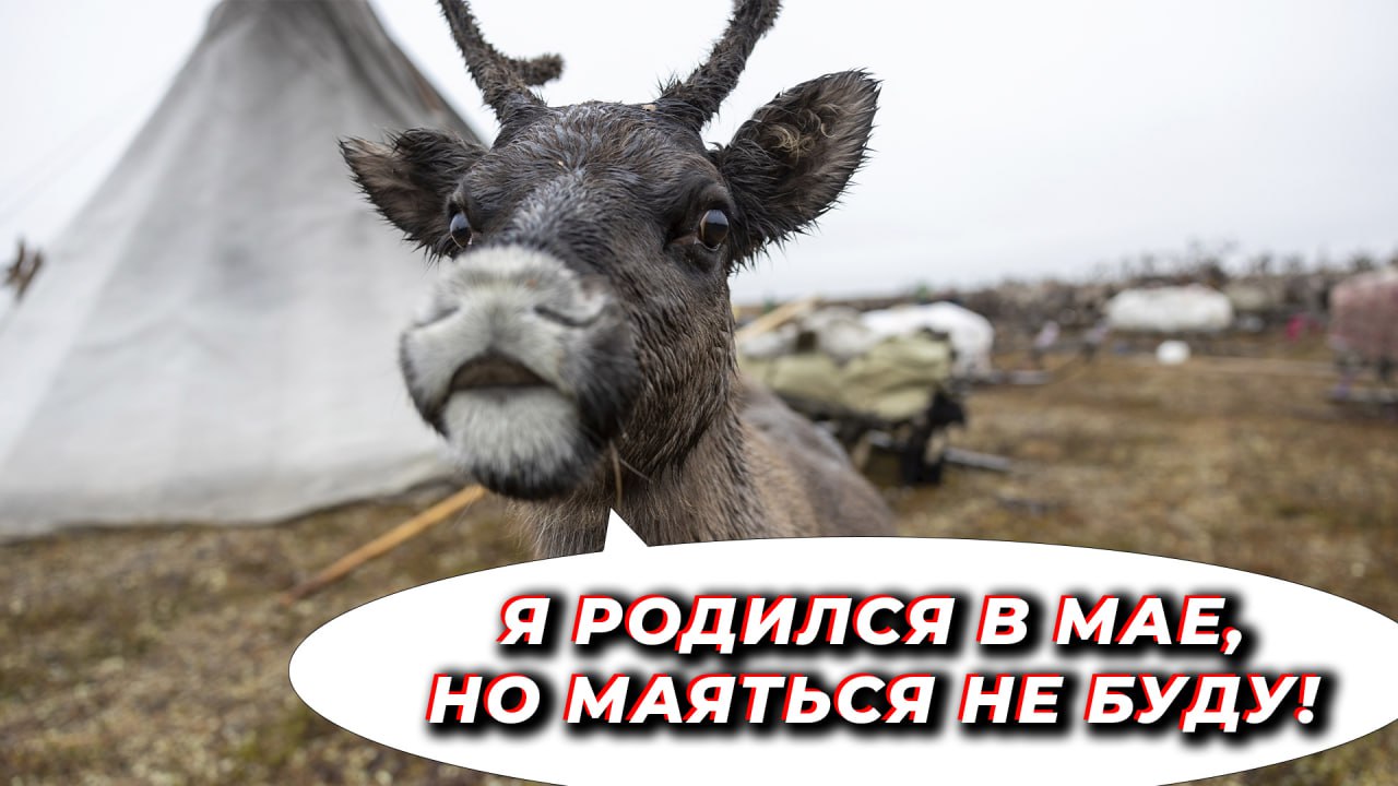 Жарюль, авгрусть, свистябрь…