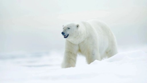 У северян особое отношение к медведям: два белых представителя вида изображены на гербе ЯНАО, силуэт животного украшает самолеты региональной авиакомпании