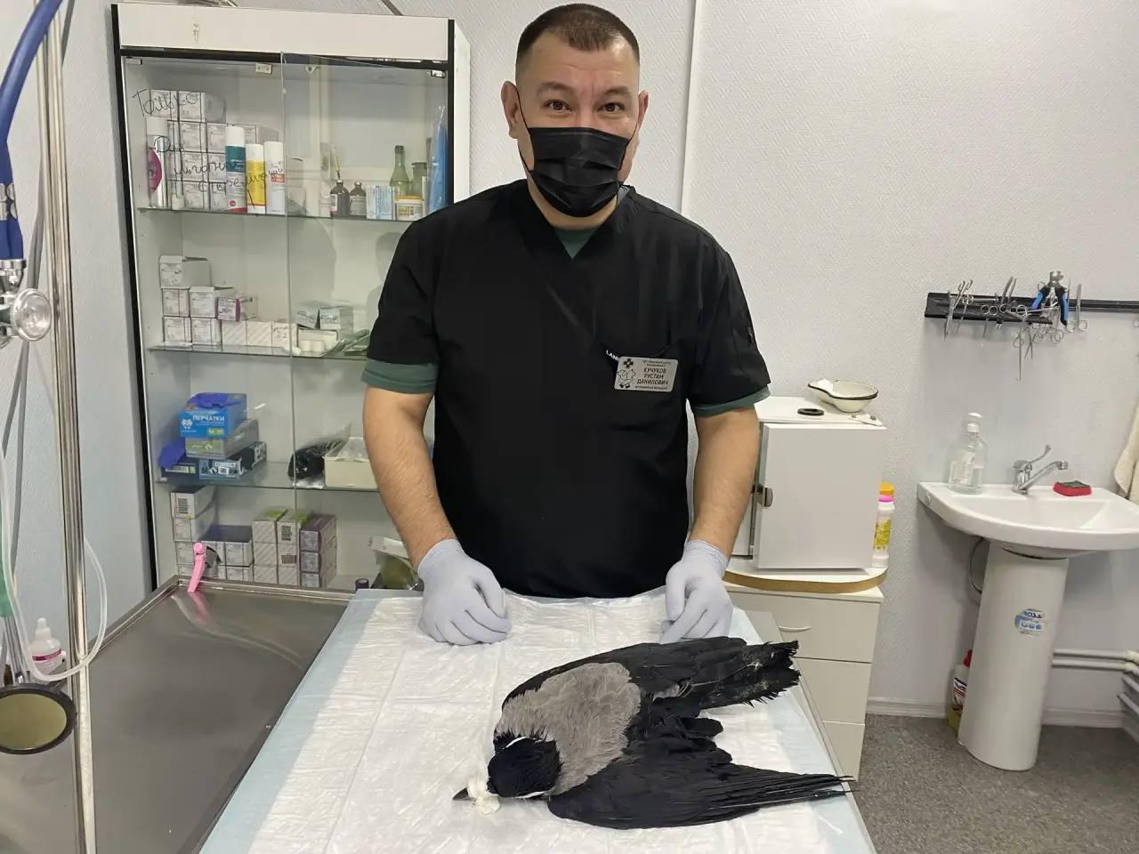 Вторая жизнь и новое имя для пернатого Вторая жизнь и новое имя для пернатого