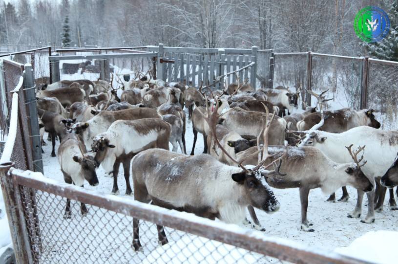 В Шурышкарском районе стартовала заготовка оленины В Шурышкарском районе стартовала заготовка оленины