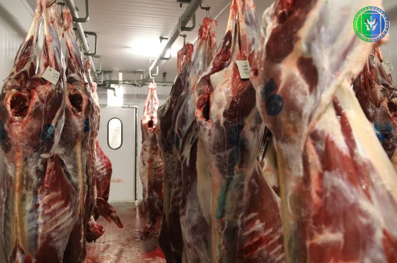 В Шурышкарском районе стартовала заготовка оленины