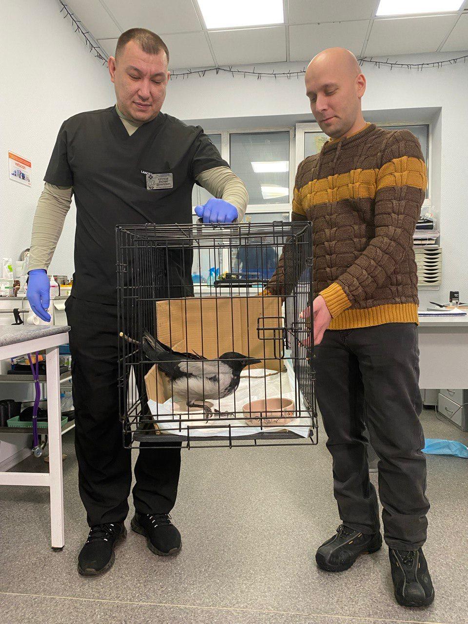 Вторая жизнь и новое имя для пернатого