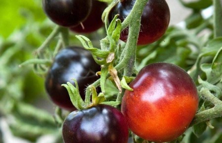 Почему черные томаты становятся новым трендом на огородах: два сорта, которые стоит попробовать