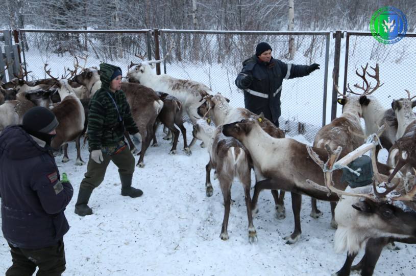 В Шурышкарском районе стартовала заготовка оленины В Шурышкарском районе стартовала заготовка оленины